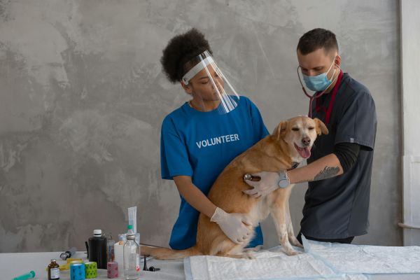 Soins quotidiens pour chien : conseils pratiques et utiles